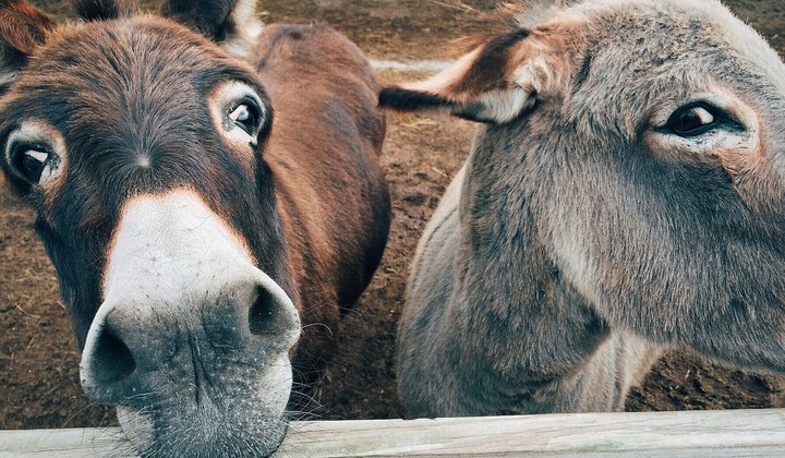 TierschutzTierhilfe 1